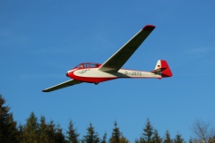 Bergfalke_1